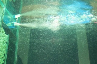 水族箱內錦鯉飼養降噪加氧的小技巧