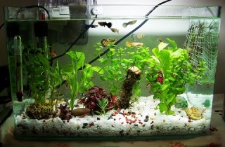 魚缸生物過濾介紹