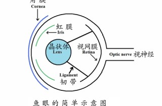 觀賞魚眼類疾病的防治
