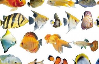 觀賞魚病藥物治療的種類和原則