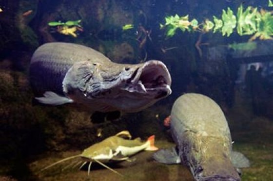 淡水魚與鹹水魚的區別 香港水族網