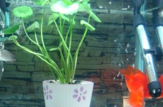 加熱棒的使用和選購