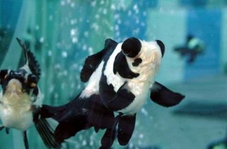 熊猫金鱼