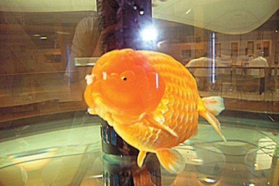 福州蘭疇 香港水族網