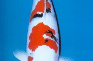 大正三色