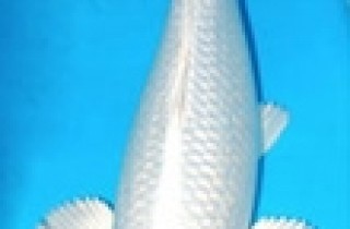 白金