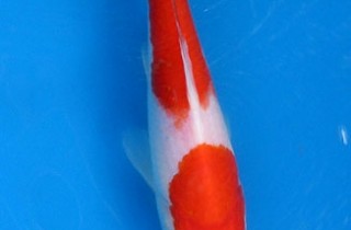 紅白