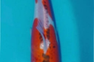 花秋水