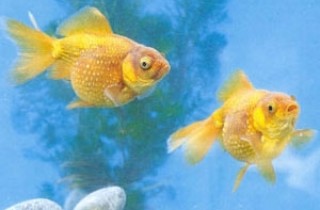 金魚科種分類 香港水族網