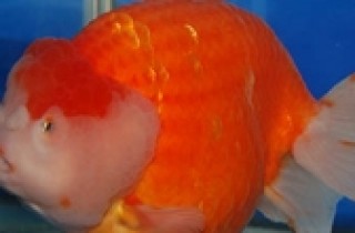 金魚科種分類 香港水族網