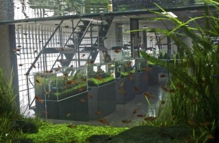 走訪 ADA 的自然水族美術館