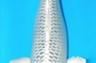 黃金