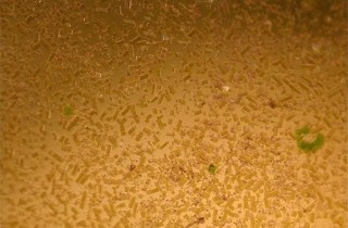 藻类防治入门（五）：硅藻（褐藻）