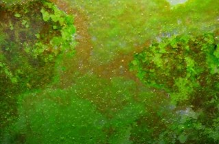 藻类防治入门（二）：绿尘藻