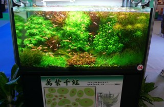 2007 年台灣盃「水草創意造景比賽」