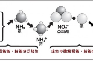 水族環境的氮循環