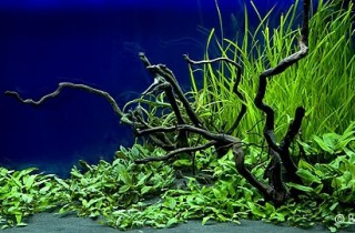 2008 年德國「水草缸之藝術」水草造景大賽（上）