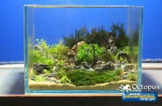 奈米造景缸（下）：水族造景新境界