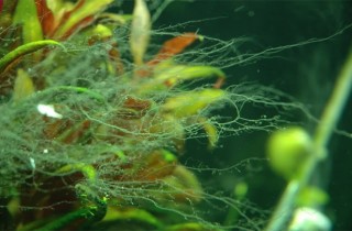 別讓藻類打敗你～水草缸的最佳食藻生物