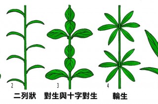水草解剖学：第二部 叶部