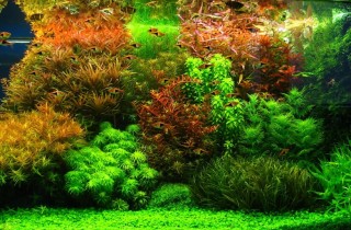 2007 年荷蘭 VVV 水族造景競賽成績