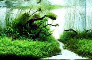 2009 年西班牙＂水生活水族造景大賽＂成績揭曉