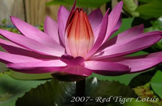 把水桶變成都市裡的池塘