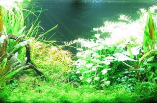 水族造景師必學的水族攝影技巧
