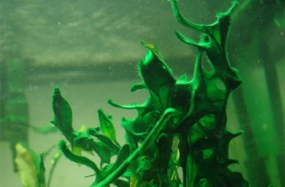 暴藻實驗缸