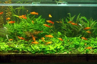 水族草圖繪製程式