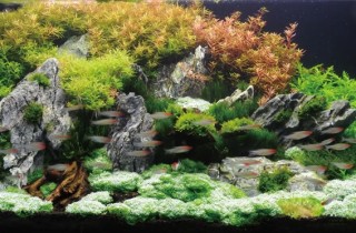 有目的的水族造景植栽