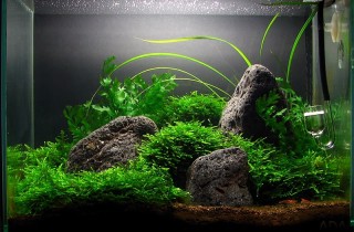 水族造景聚焦：採訪 J
