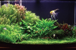 不斷摸索水草缸的經驗