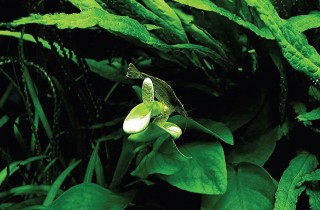 George Farmer 的水族造景世界（上）