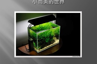 奈米缸水族造景入門