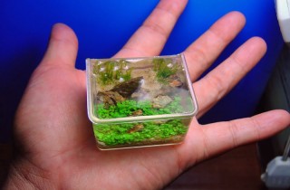 超酷奈米水草造景