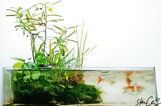 侘草水族造景風格