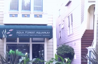 走訪美國舊金山的 Aqua Forest Aquarium