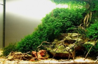 2010 年西班牙"水生活水族造景大賽"成績揭曉