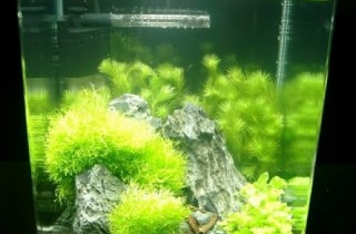 書評：奈米淡水水族缸