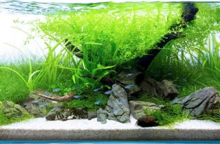 與世界最優秀的水族造景師同台競爭