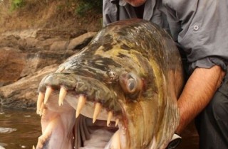 非洲捕获巨型猛鱼（组图）