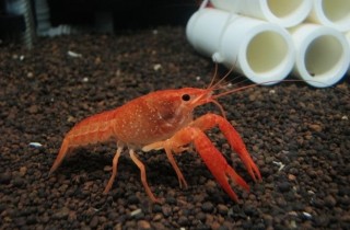 鰲蝦飼養底砂的選擇
