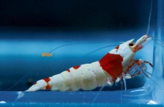 水晶虾饲养养殖的个人经验总汇