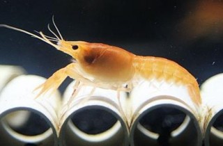 觀賞魚餵養蝦的基本知識