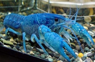 鰲蝦飼養基本知識