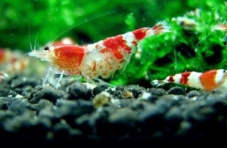 水晶蝦繁殖之脫卵