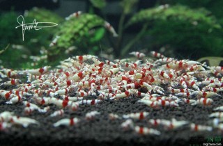 水晶虾繁殖爆缸的看法