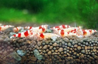 水晶蝦飼養硬件篇指南