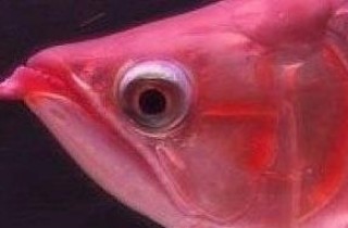 魚友治療龍魚掉眼的全過程
